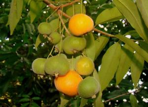 Uvaia. A árvore, também conhecida por uvalha ou uvaieira, tem de seis a 13 metros de altura. A espécie, proveniente da Mata Atlântica, ocorre nos estados de Paraná, Rio Grande do Sul, Santa Catarina e São Paulo. A uvaia tem aroma suave e agradável e possui alto teor de vitamina C
